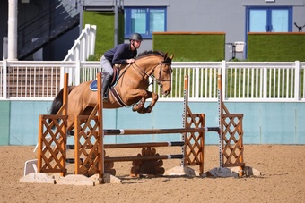 "" Bay Mare Show Jumper
