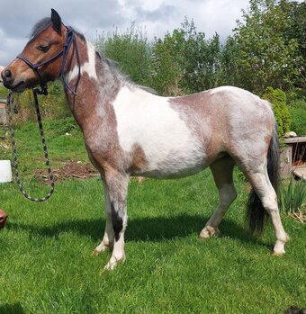 "Sparrow " Tri-Coloured Filly Coloured