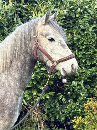 "Billy" Grey Gelding Project Horse