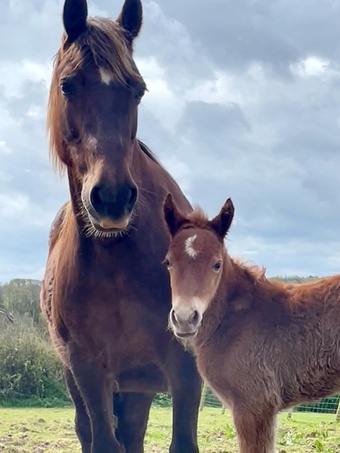 "Tresoyra Rhonda" Chestnut Mare Broodmare