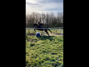 "Wolfie" Bay Gelding Ex Racehorse