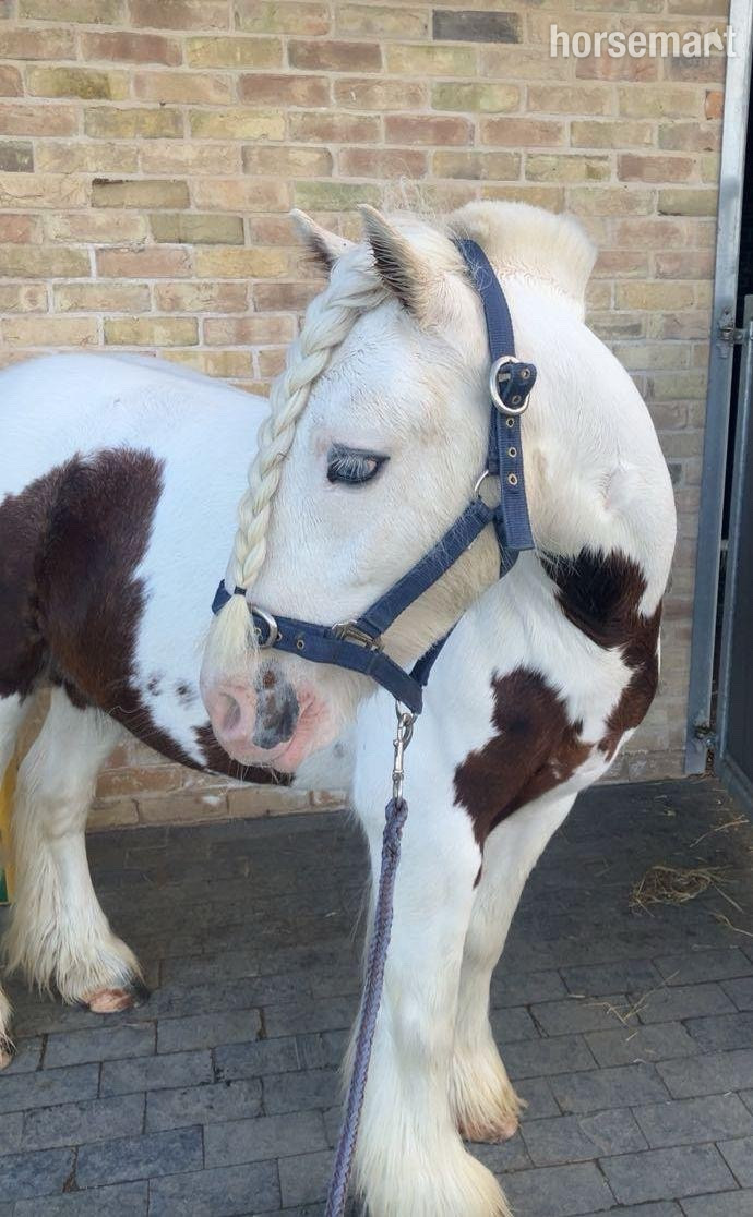 "Archie" Skewbald Gelding All Rounder in 