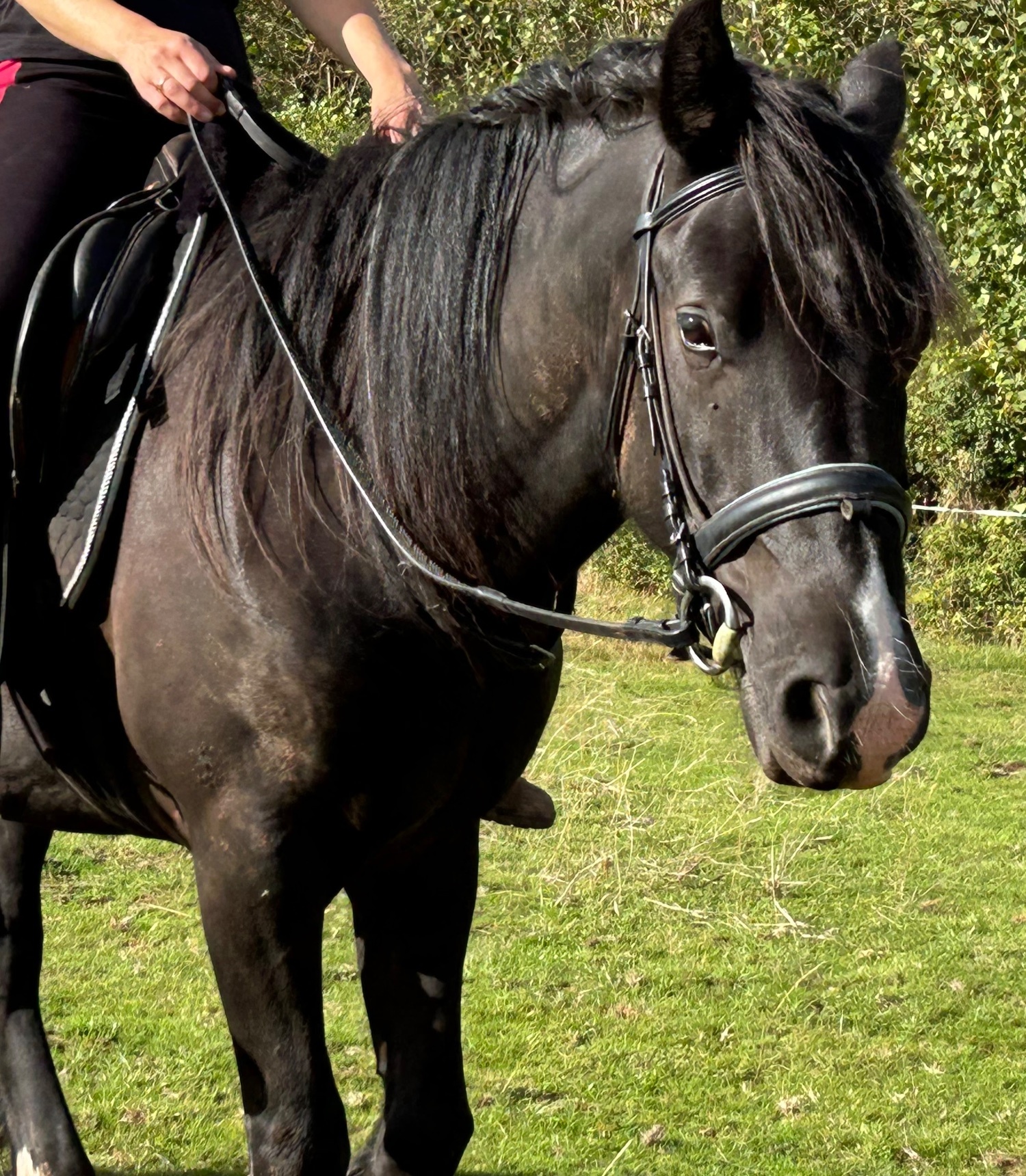 Happy Hackers  - "Waffle" Black Gelding Happy Hacker