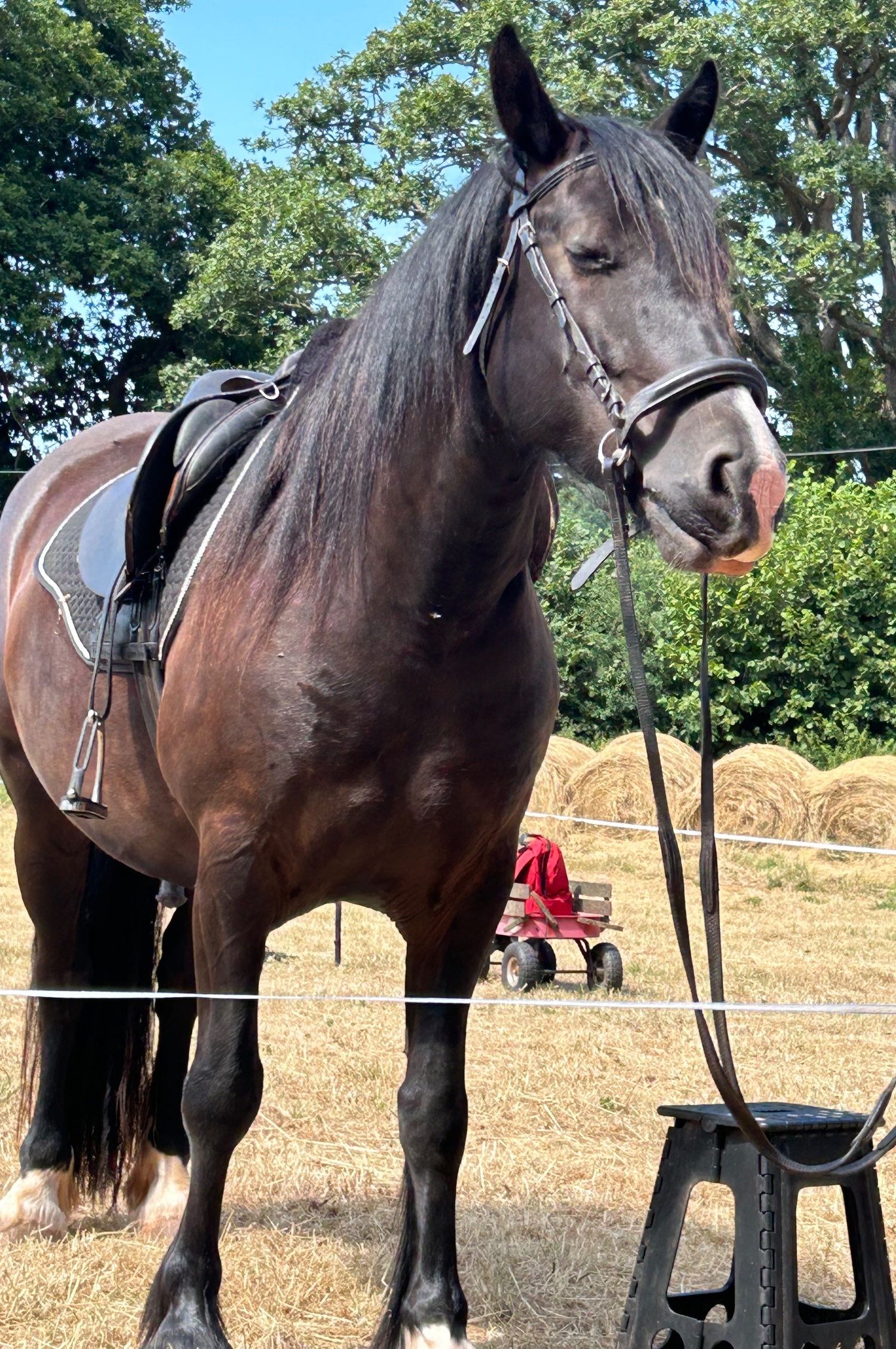 "Waffle" Black Gelding Happy Hacker - Happy Hackers 