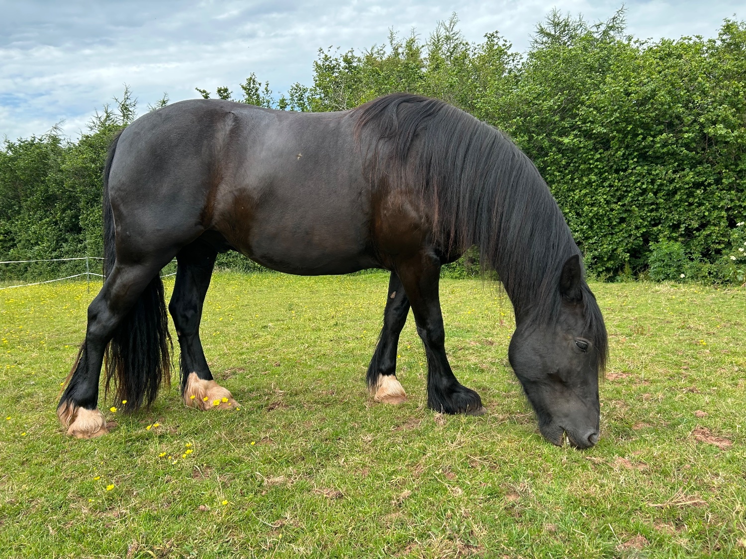 "Waffle" Black Gelding Happy Hacker - 