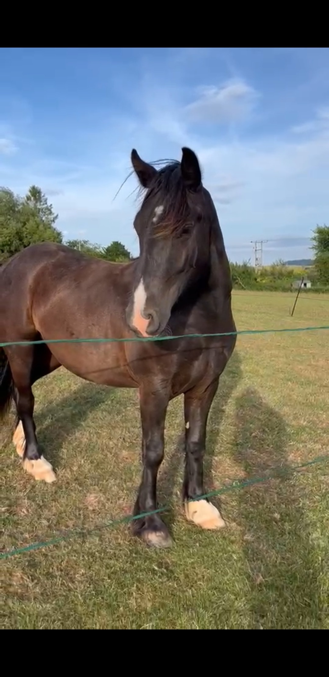 "Waffle" Black Gelding Happy Hacker - Happy Hackers