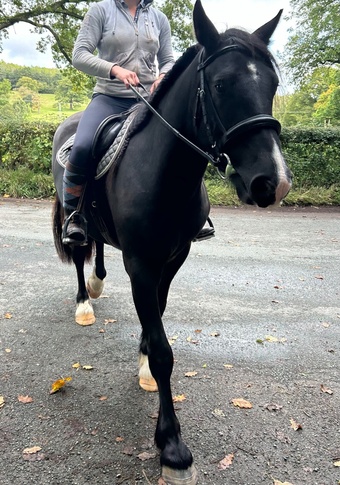 "Waffle" Black Gelding Happy Hacker