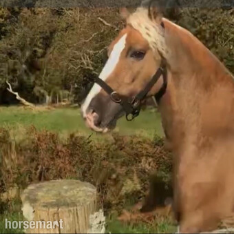 14.2 Welsh Sec D Palomino Gelding 4 1/2 years : Loan