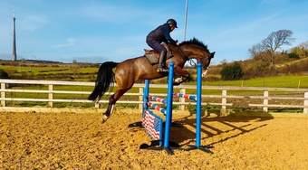 "Cosmic Girl" Bay Mare Show Jumper