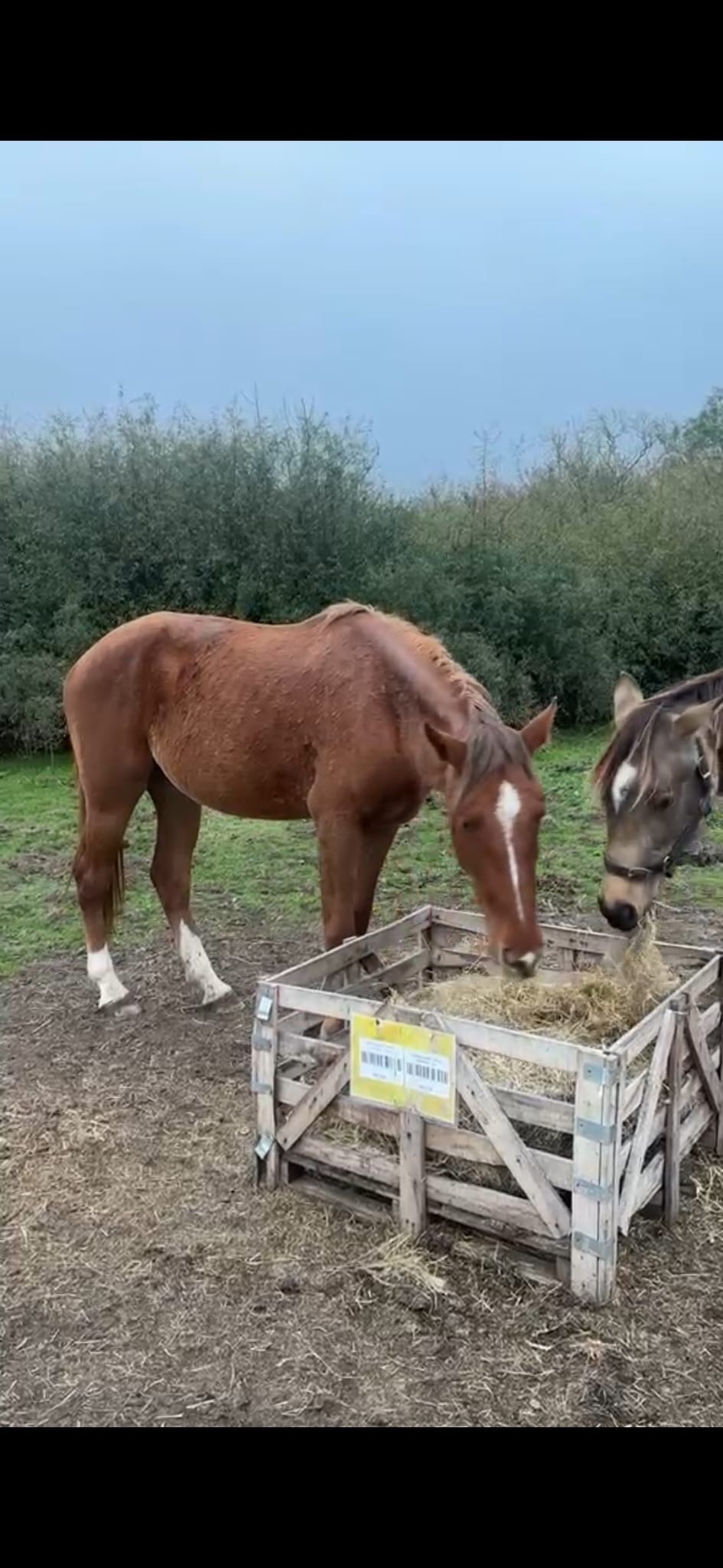 Young Sport Horses  - "Clover " Chestnut Mare Young Sport Horse
