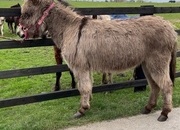 "Traditional Semi Long Haired Jenny Donkey" Grey Filly Companion Horse