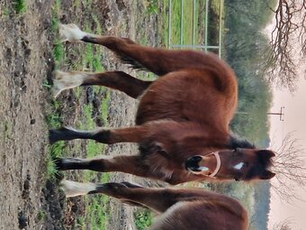 "" Bay Filly Youngstock / Foal