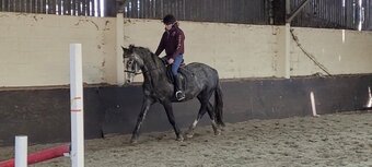 "Nancy" Iron Grey Filly All Rounder