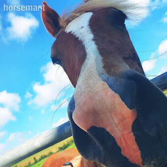 "" Chestnut Gelding Youngstock / Foal