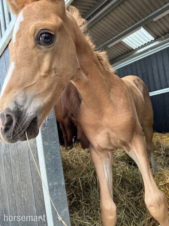 "Phoenix " Palomino Colt Youngstock / Foal