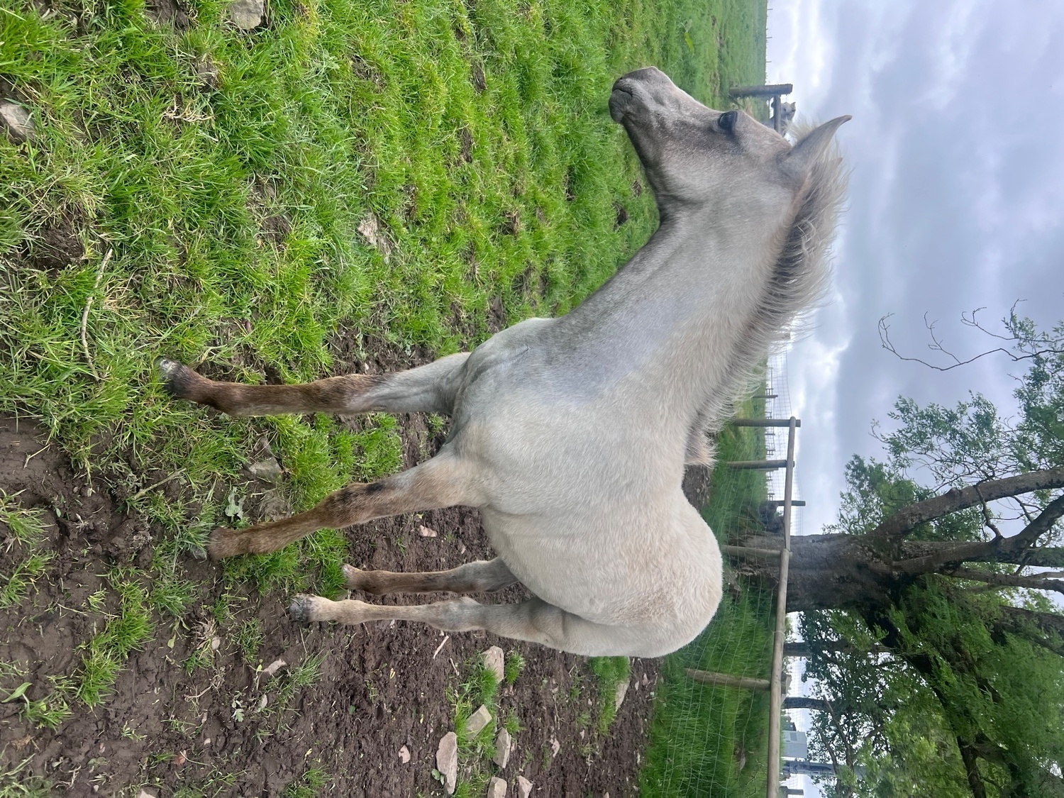 Youngstock and Foals  - "Bartonhill Speed Of Life" Grey Filly Youngstock / Foal