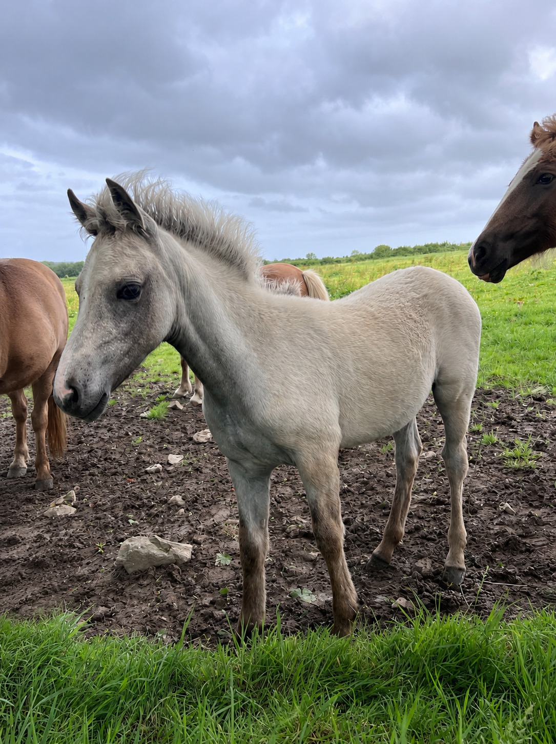 "Bartonhill Speed Of Life" Grey Filly Youngstock / Foal - Youngstock and Foals
