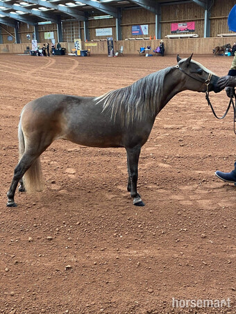 "Rosaphia Snippets Ultim8 Attraction" Chestnut Mare Miniature Horse
