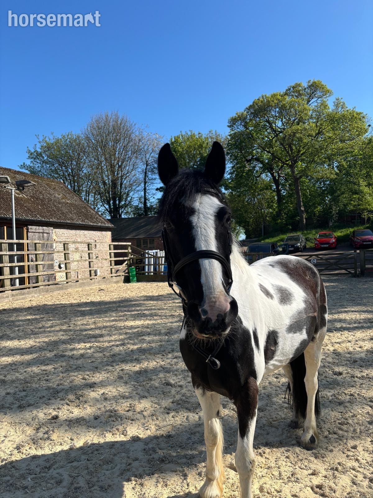 "Peekaboo" Piebald Gelding All Rounder - 