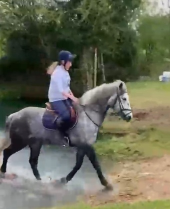 "Jasper" Dapple Grey Gelding All Rounder