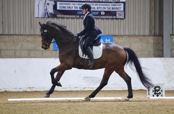 "Rafiki " Bay Gelding Dressage Horse