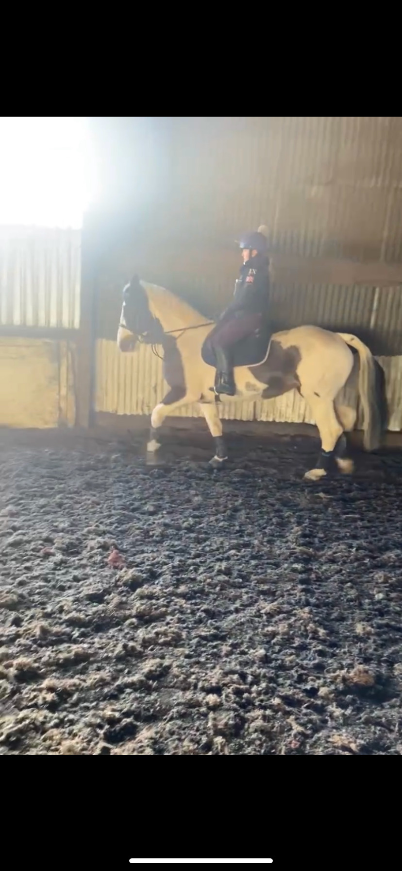 Happy Hackers  - "Chance" Skewbald Mare Happy Hacker