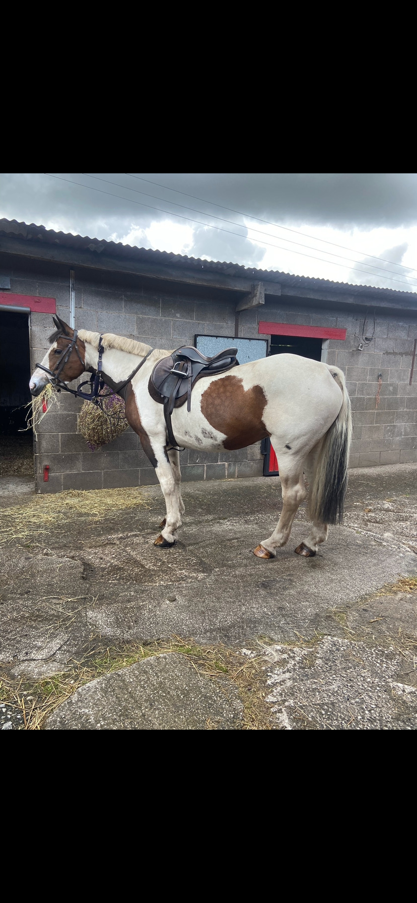 "Chance" Skewbald Mare Happy Hacker - Happy Hackers 