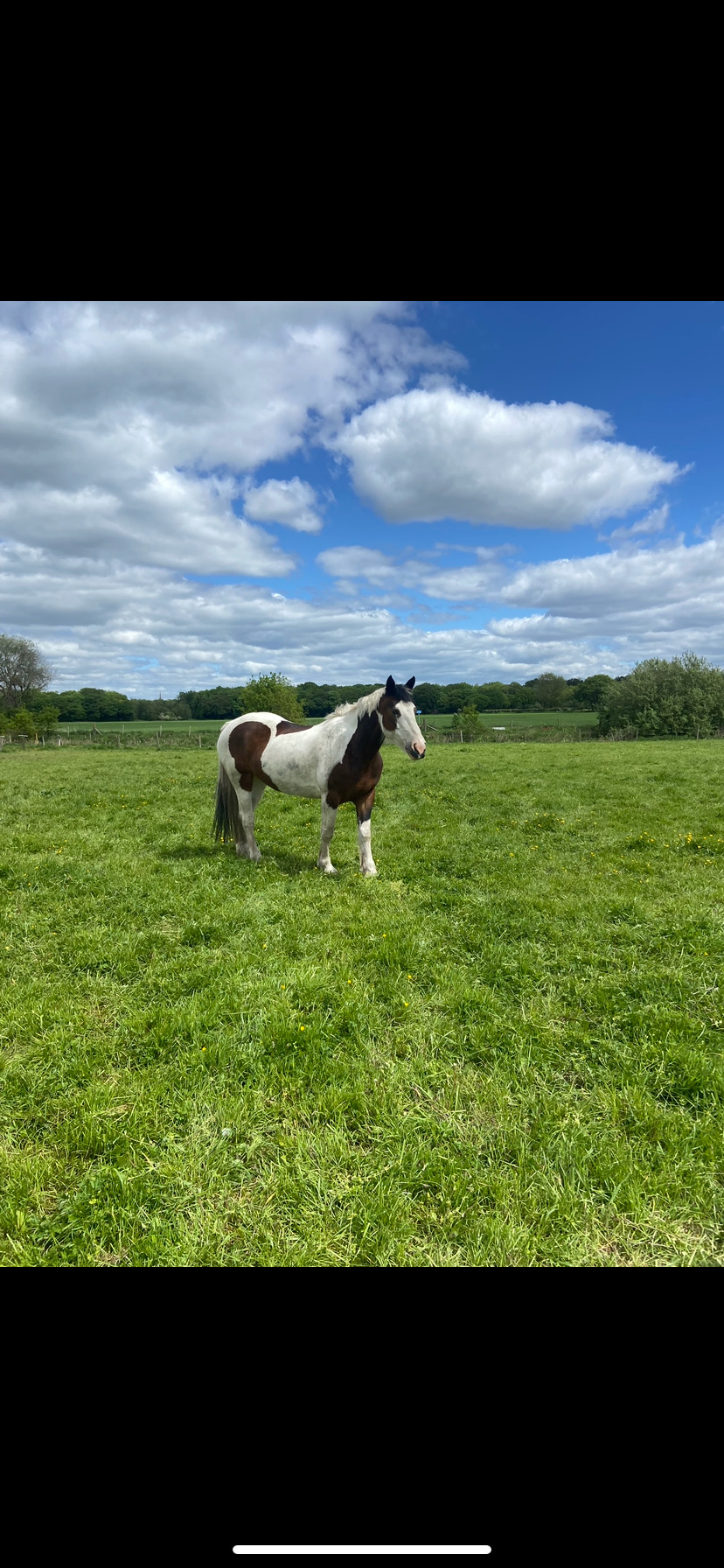 "Chance" Skewbald Mare Happy Hacker - 