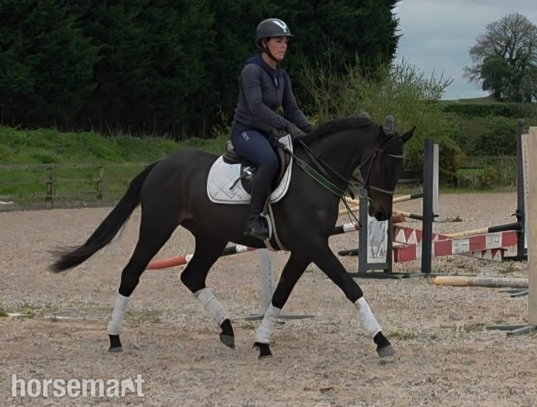 "Wayfare"  Gelding Showing Horse in 