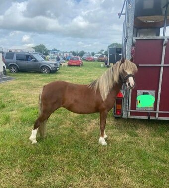 "Cookie" Chestnut Mare Project Horse