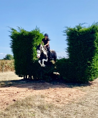 "Dexter " Coloured Gelding All Rounder