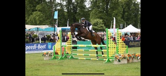 "Owen" Bay Gelding All Rounder