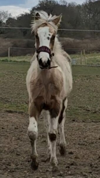 "" Tobiano Filly All Rounder