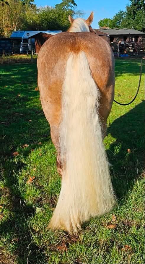 Cobs & Heavy Horses  - "Floyd" Silver Dun Gelding Cob/Heavy Horse