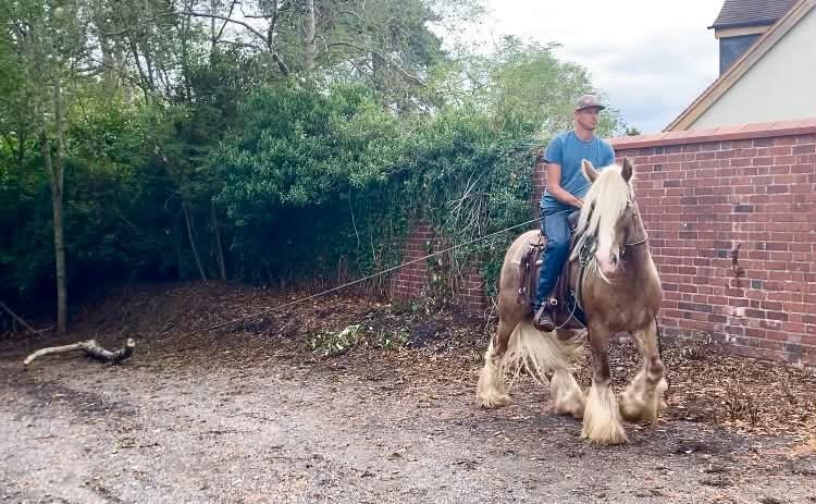 "Floyd" Silver Dun Gelding Cob/Heavy Horse - Cobs & Heavy Horses 