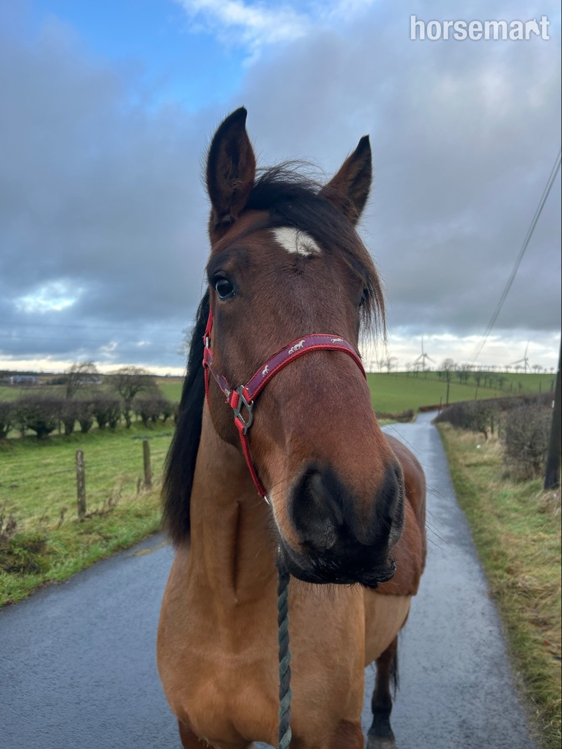 "Leo / Moonstruck " Bay Gelding Cob/Heavy Horse