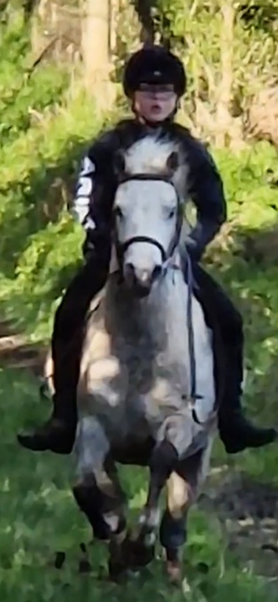 "Freddie" Grey Gelding Lead Rein/First Ridden Pony