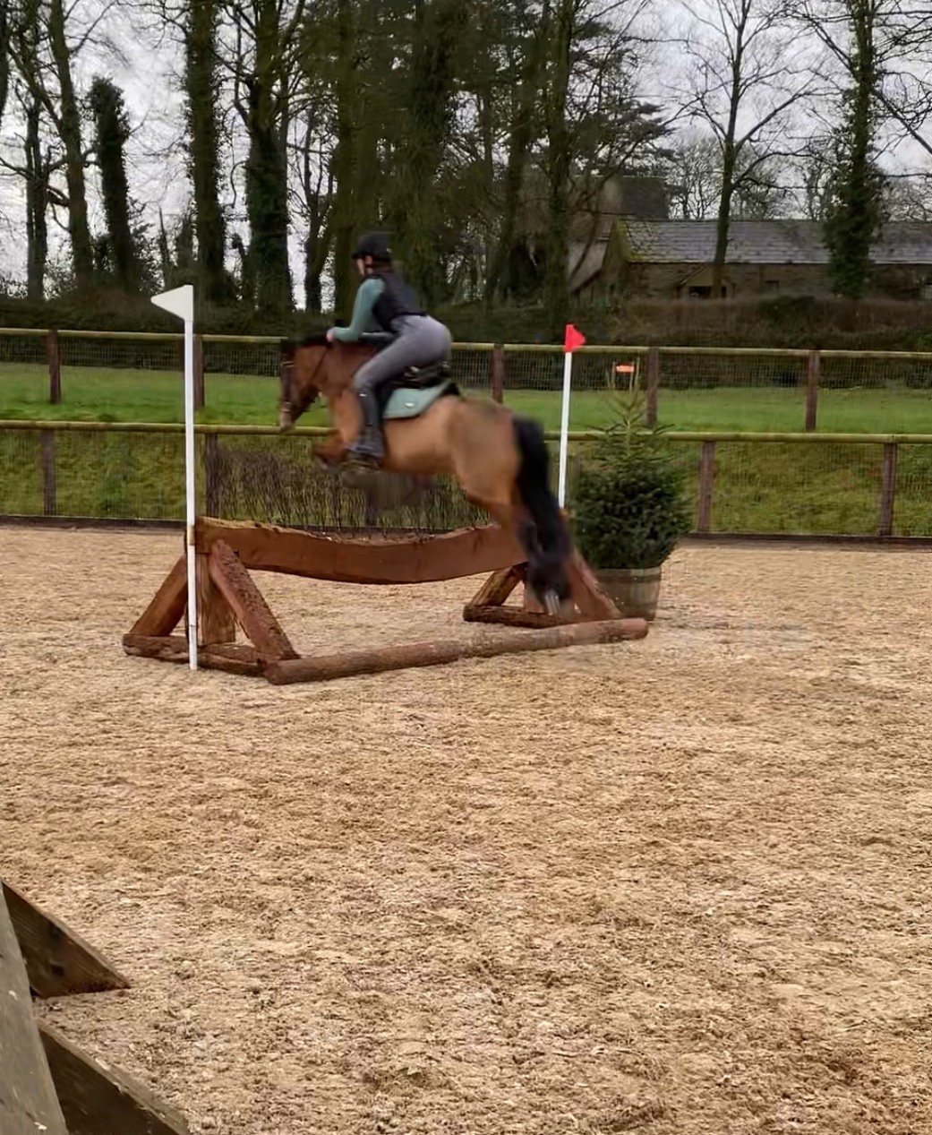"Millie" Bay Mare Pony Club Pony - Pony Club Ponies 