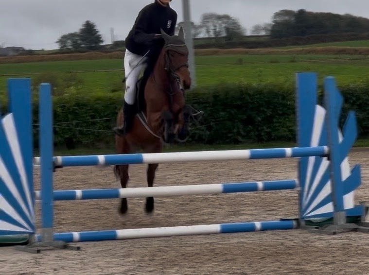 "Millie" Bay Mare Pony Club Pony - 