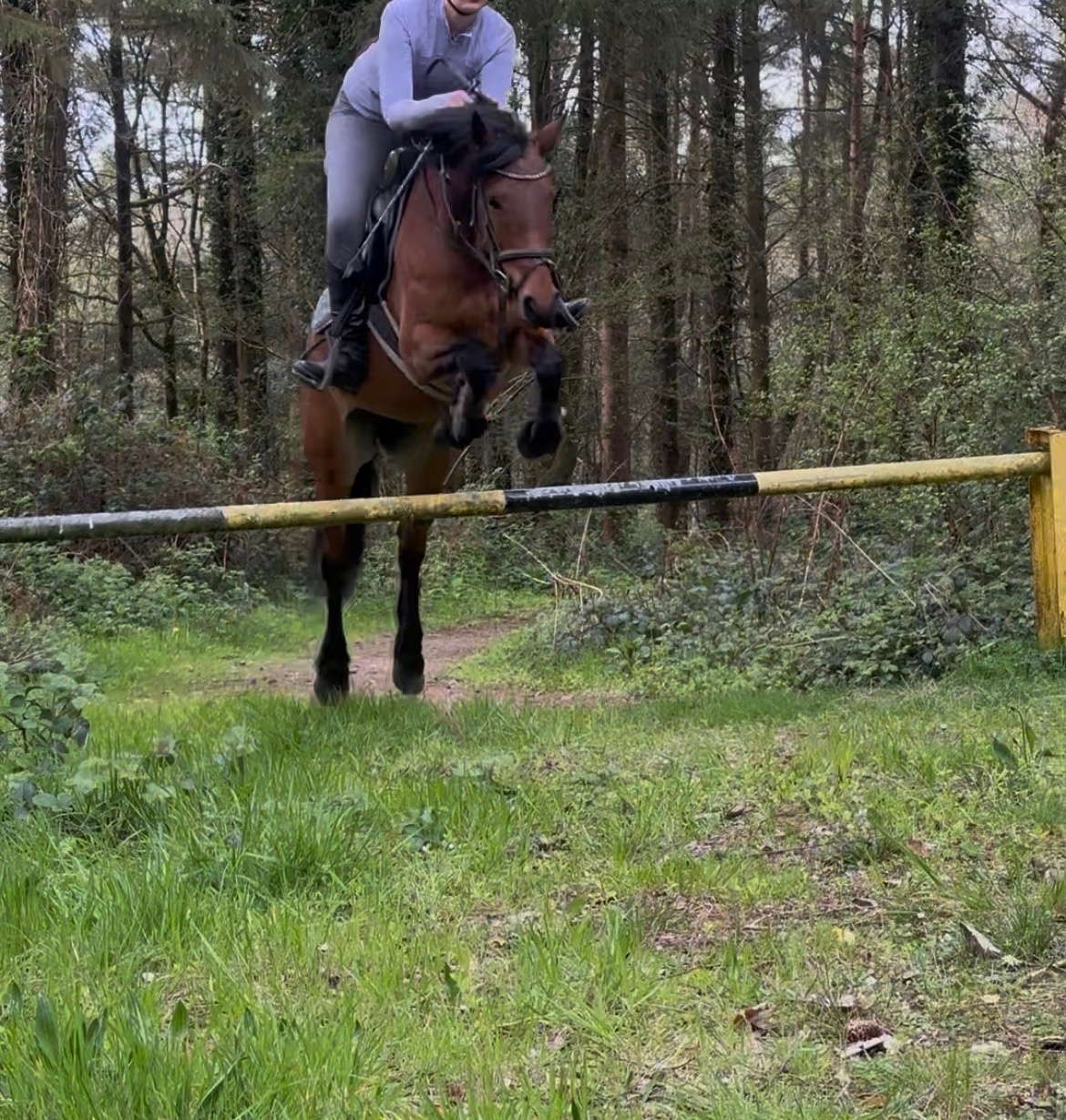 "Millie" Bay Mare Pony Club Pony - Pony Club Ponies