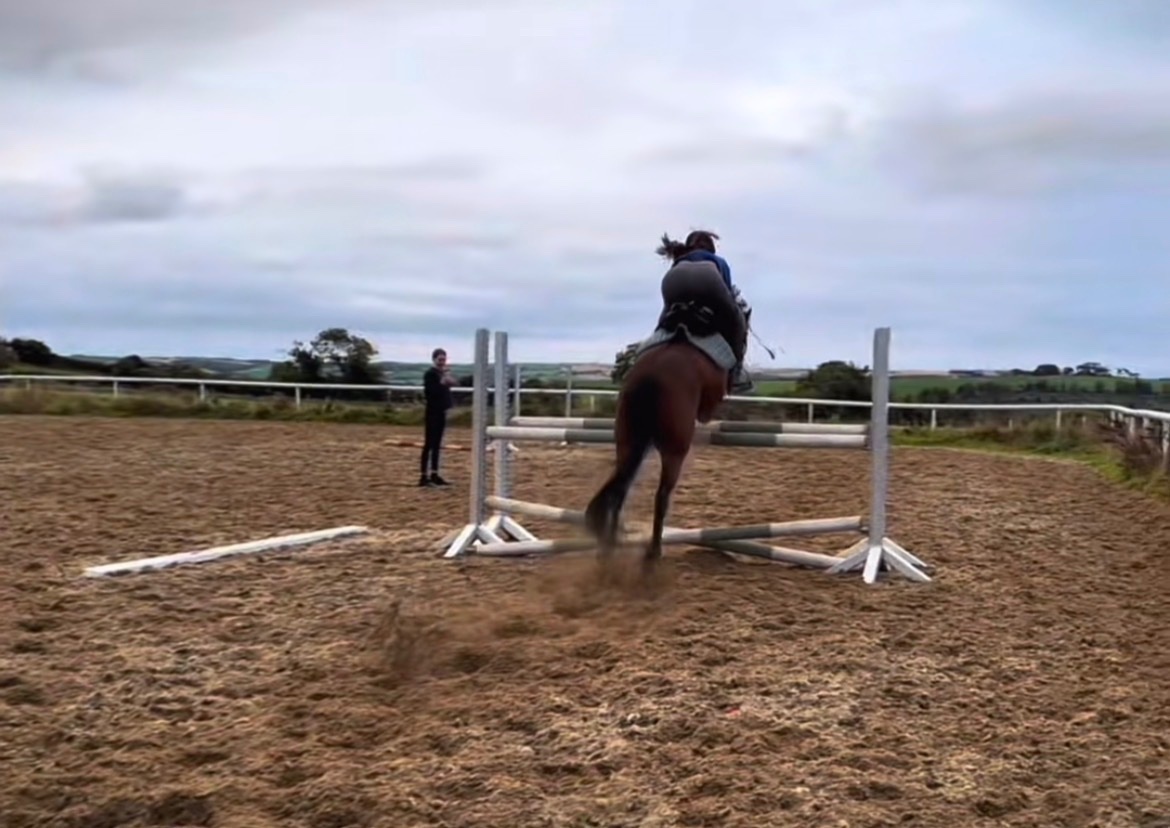 "Millie" Bay Mare Pony Club Pony 