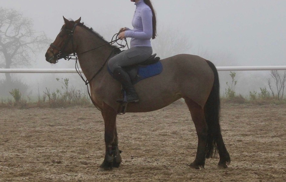 Pony Club Ponies - "Millie" Bay Mare Pony Club Pony in 