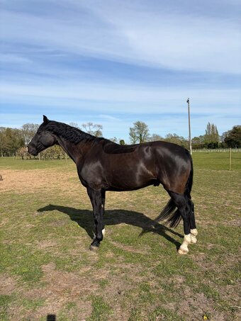 "Furst bandari (Ben)" Black Gelding Dressage Horse