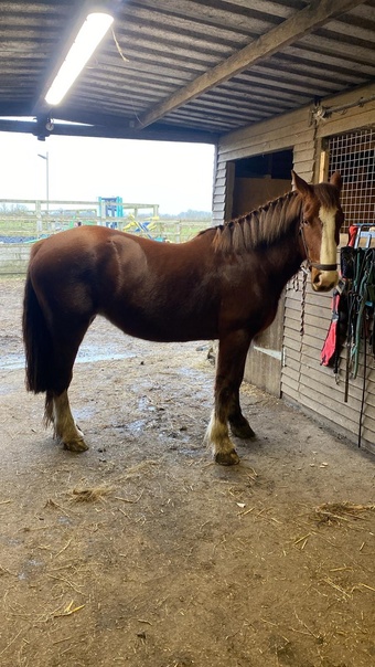 "Kali" Chestnut Mare Cob/Heavy Horse