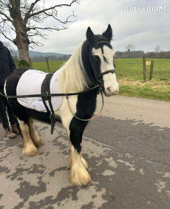 "Charlie " Gelding Cob/Heavy Horse