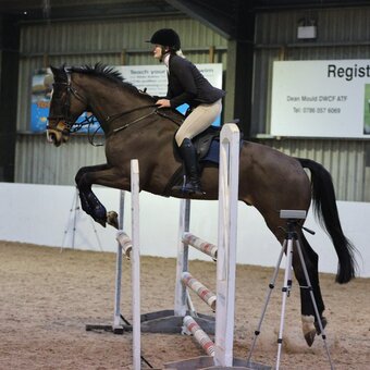 "Urgo" Bay Gelding Show Jumper