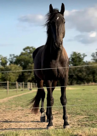 "Providence Premier AES" Gelding Young Sport Horse