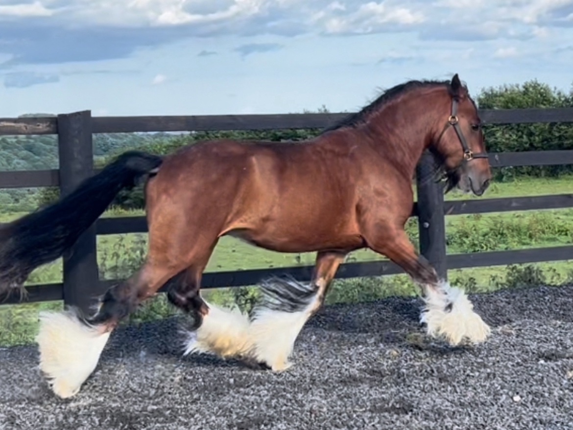 "Buckskin Leopard With 4 Dark Points " Leopard Spot Filly Youngstock / Foal - Youngstock and Foals in 