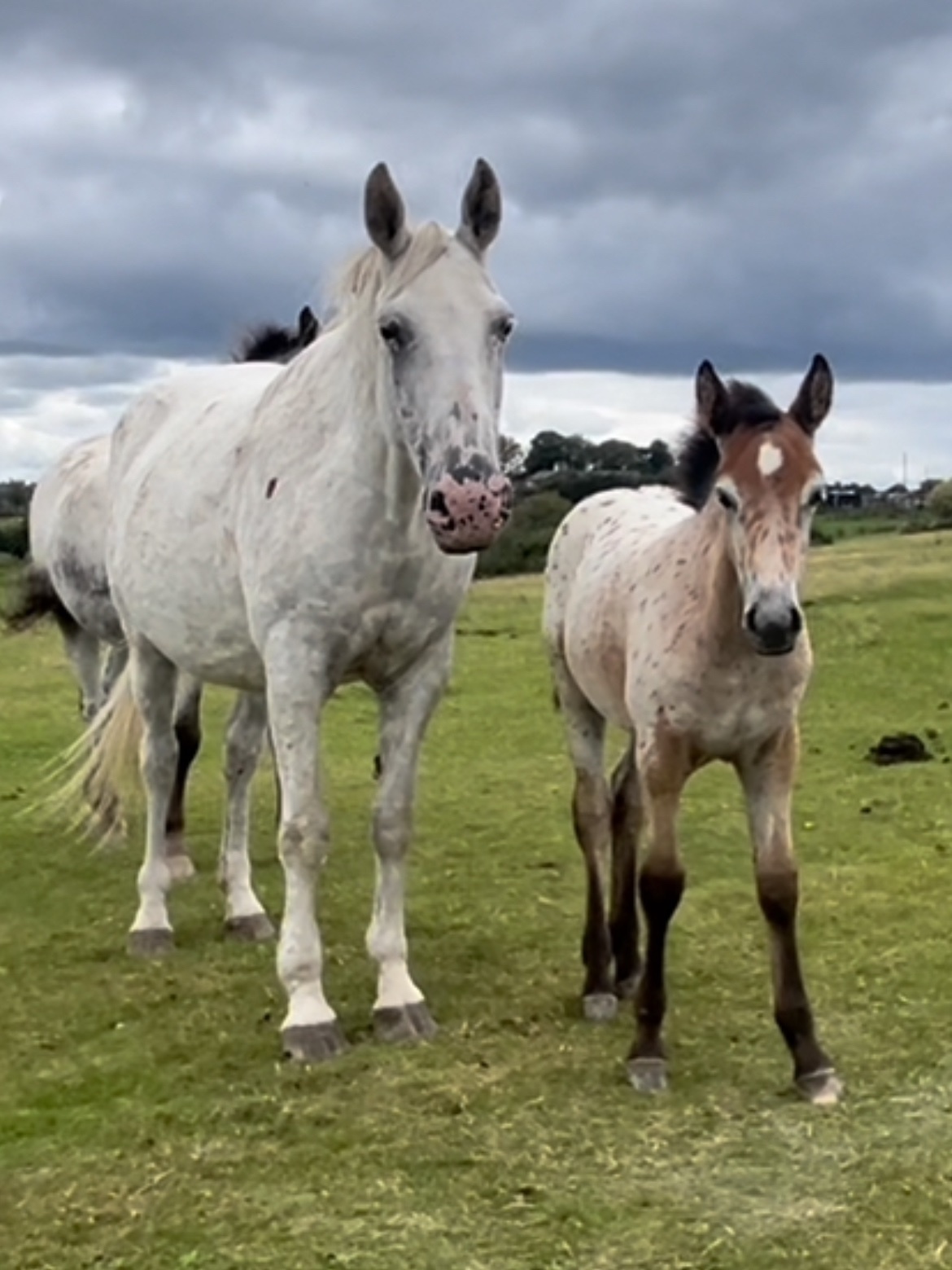 Youngstock and Foals  - "Buckskin Leopard With 4 Dark Points " Leopard Spot Filly Youngstock / Foal