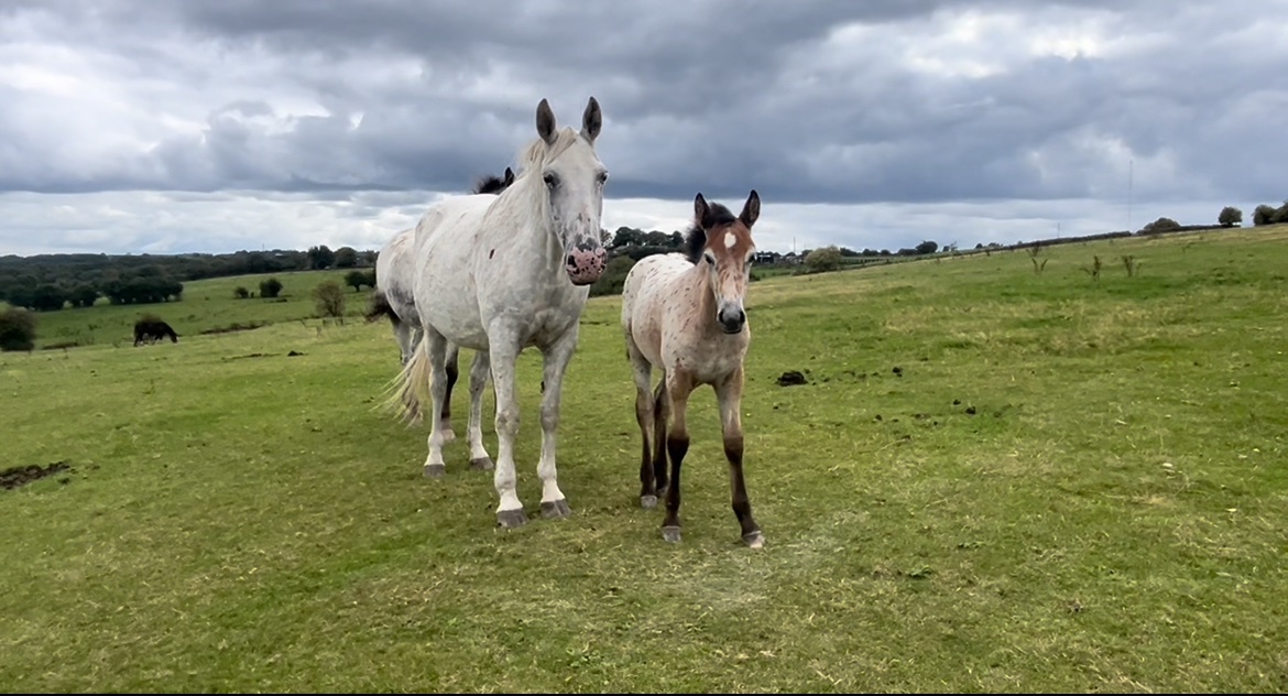 "Buckskin Leopard With 4 Dark Points " Leopard Spot Filly Youngstock / Foal - Youngstock and Foals 